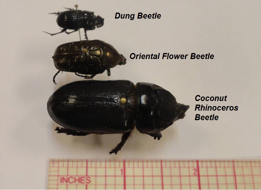 Hawaii Invasive Species Council | Coconut rhinoceros beetle