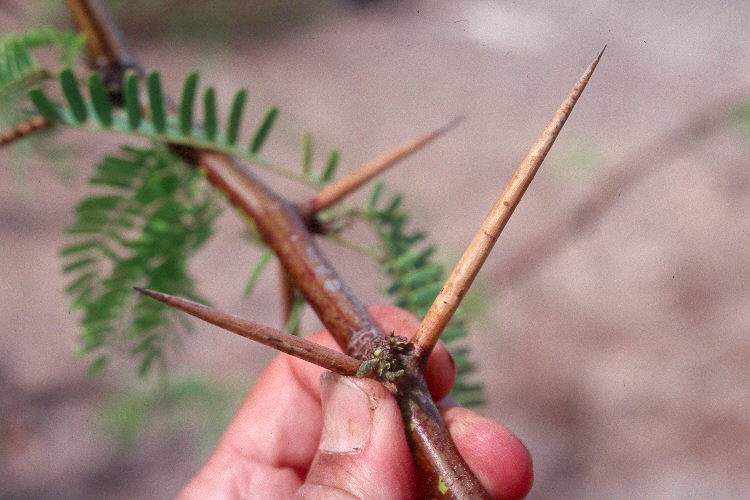 thorny trees