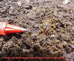 Hawaii Invasive Species Council | Little Fire Ant