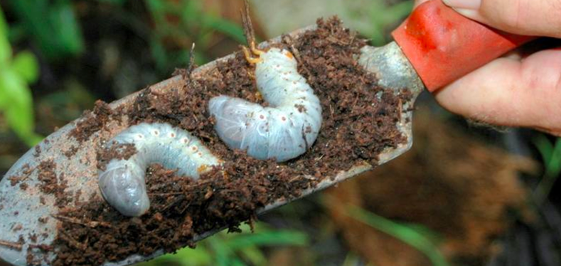 CRB larvae