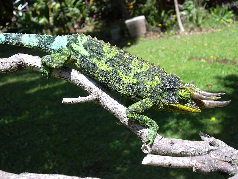 Hawaii Invasive Species Council Jackson S Chameleon