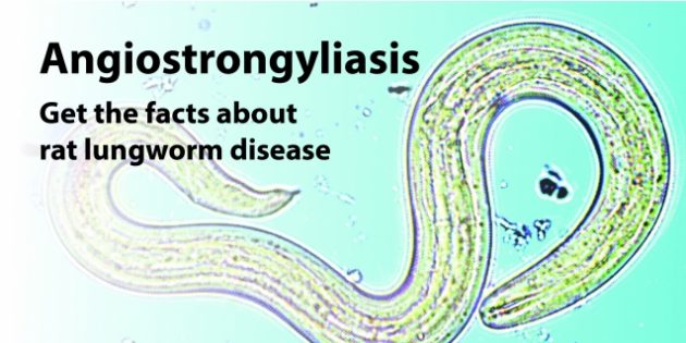 Hawaii Invasive Species Council | Rat Lungworm (Angiostrongylus