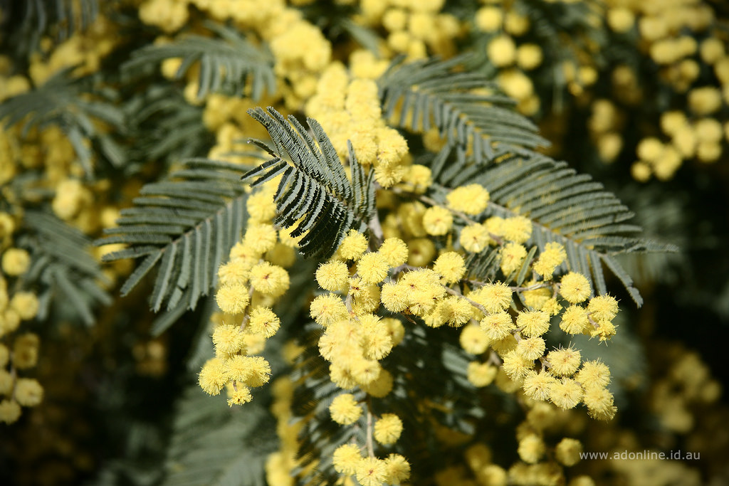 Hawaii Invasive Species Council | Black Wattle (Acacia mearnsii)