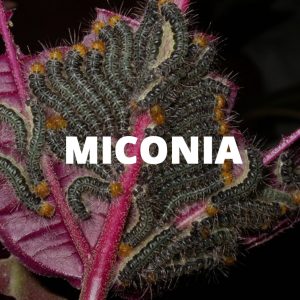 An icon linking to information about miconia biocontrol