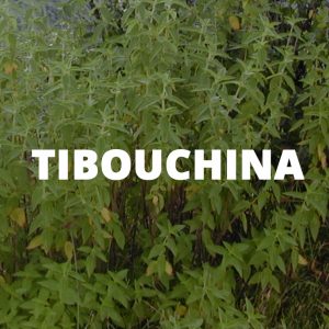 An icon linking to information about tibouchina biocontrol