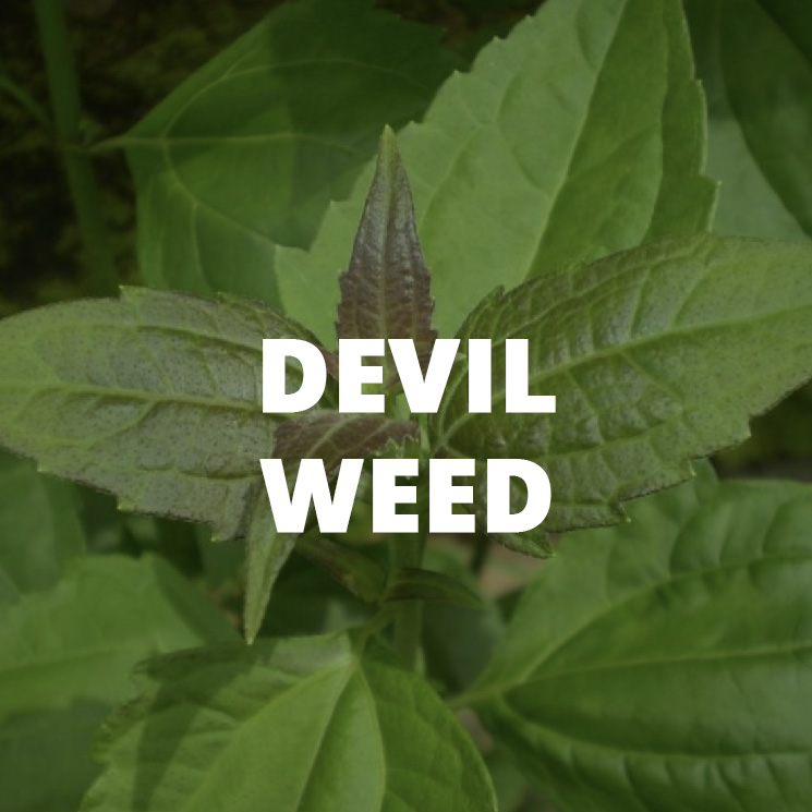 An icon linking to information about devil weed biocontrol