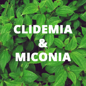 An icon linking to information about clidemia and miconia biocontrol