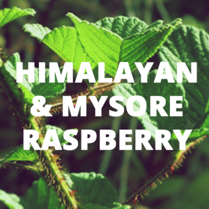 An icon linking to information about himalayan & mysore raspberry biocontrol