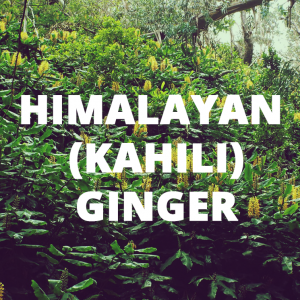 An icon linking to information about Himalayan ginger biocontrol