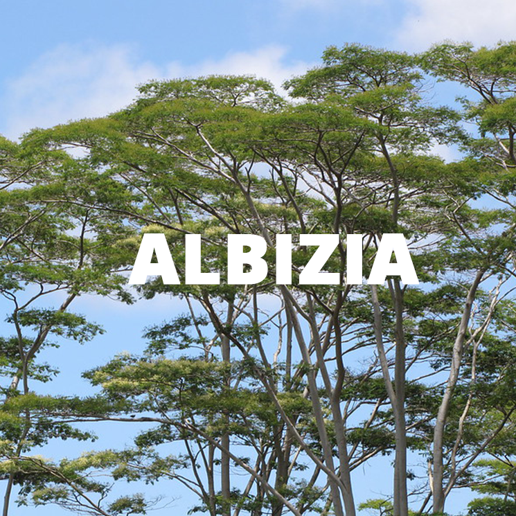 An icon linking to more information about albizia biocontrol