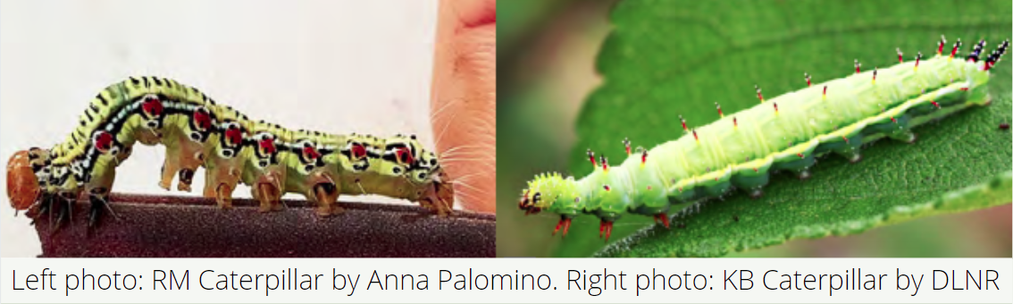 Hawaii Invasive Species Council | Ramie Moth