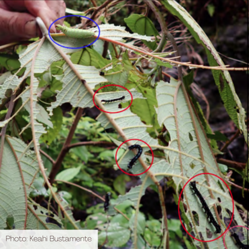 Hawaii Invasive Species Council Ramie Moth