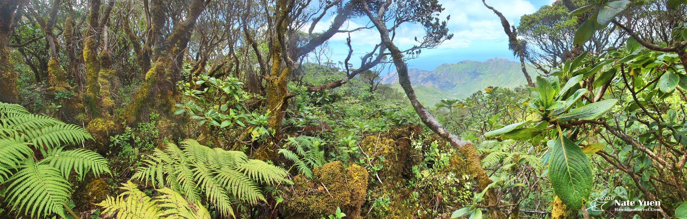 Hawaii Invasive Species Council | 2022 Hawaiʻi Invasive Species Awareness  Month