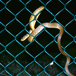 Brown tree snake on fence