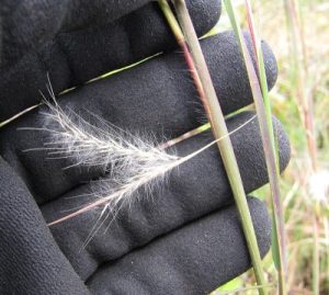 Broomsedge seedhead with a hand behind it for size reference.