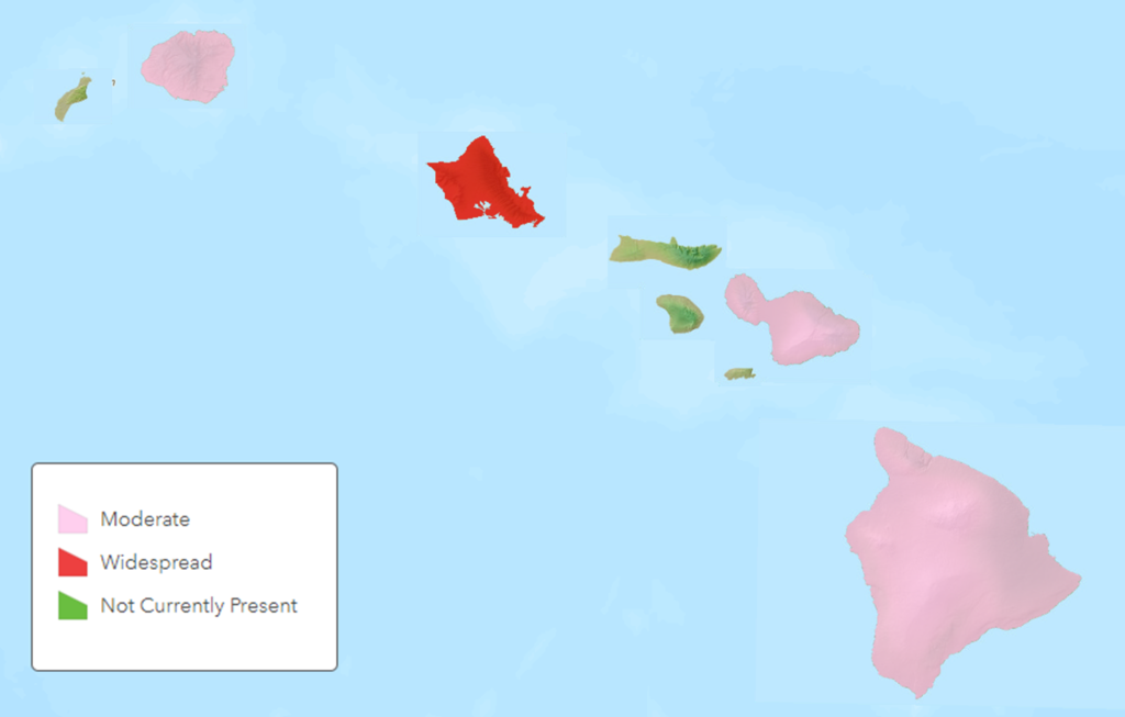 Hawaii Invasive Species Council | Coconut Rhinoceros Beetle