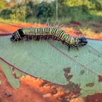 Ramie moth caterpillar feeding on māmaki.