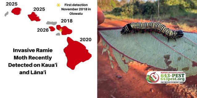 Ramie moth recently detected on Kauaʻi and Lānaʻi.