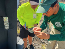 PoEM crews checking a coconut rhinoceros beetle early detection panel trap.