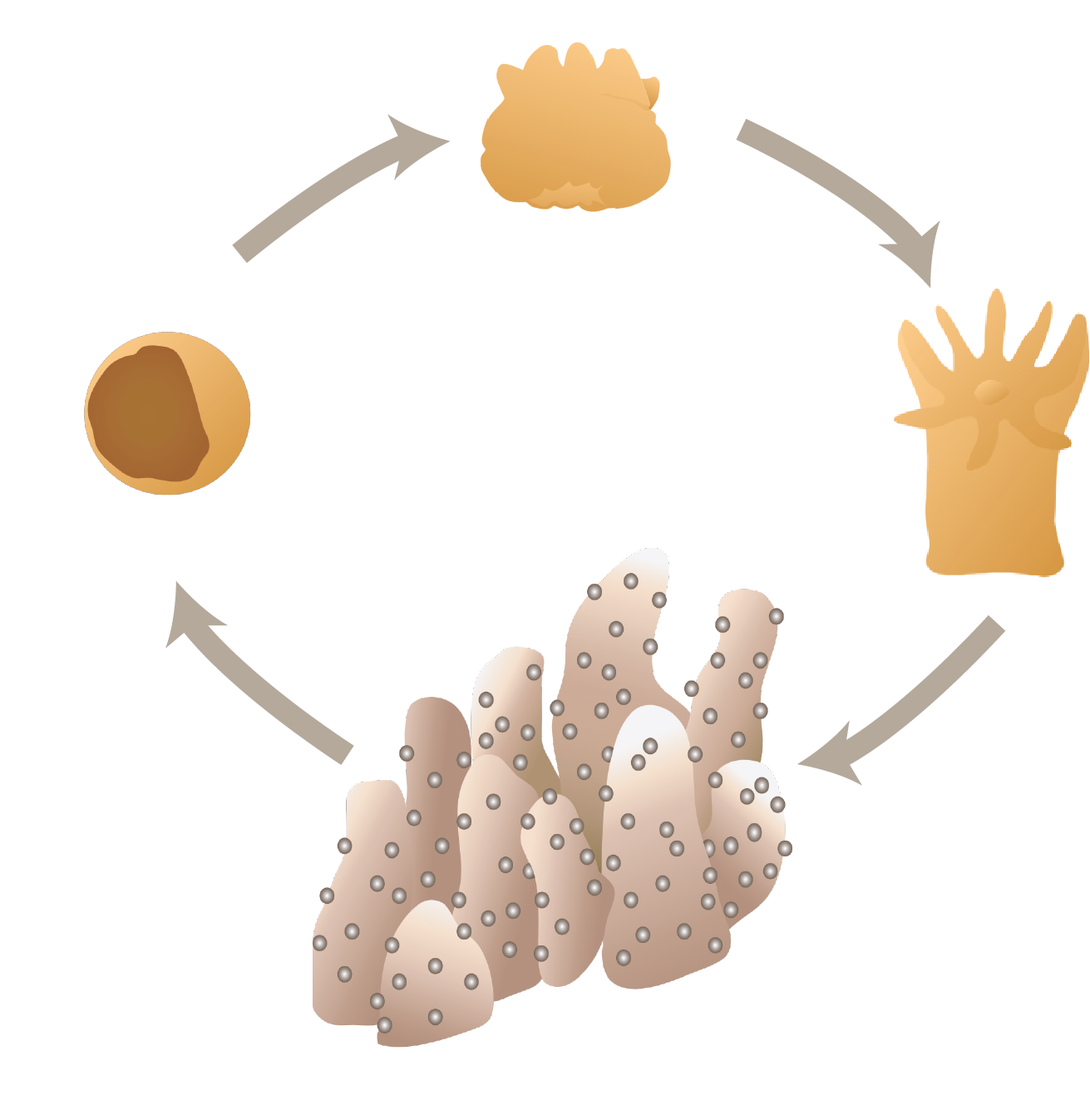 Coral Life Cycle Diagram