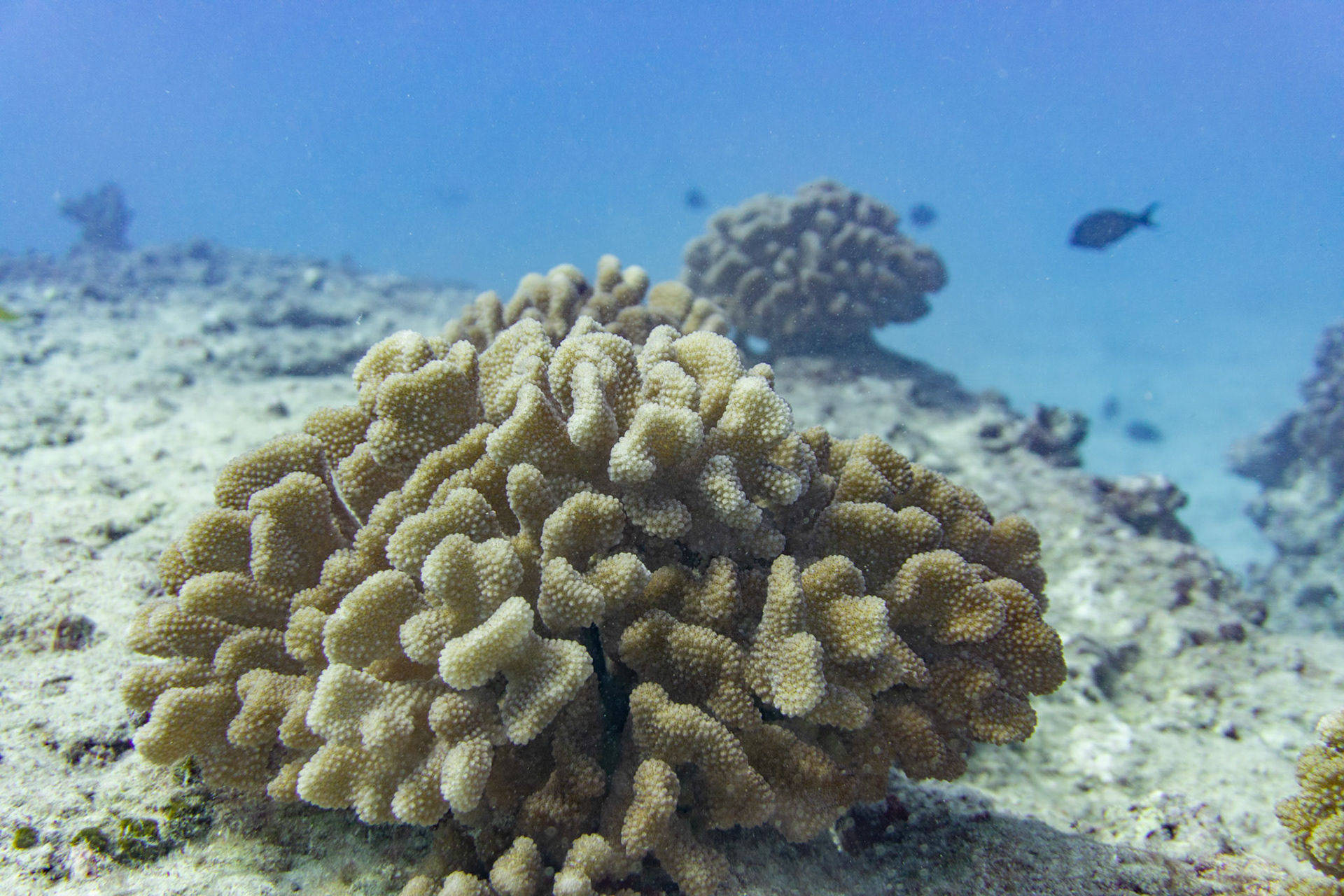 Coral Life Cycle Diagram