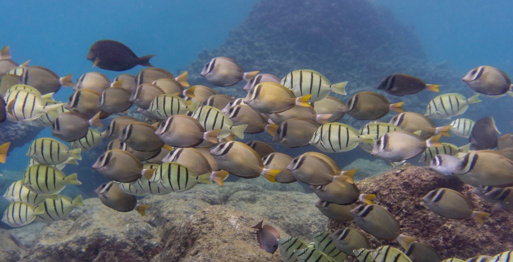 Holomua Marine Initiative | Surgeonfish