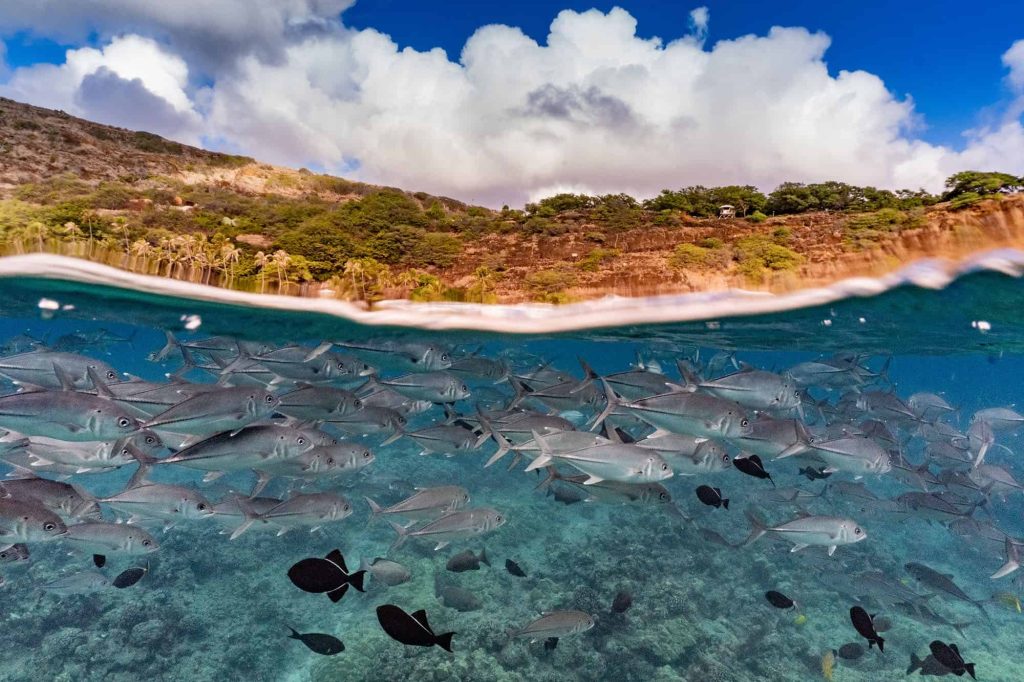 Coral reefs benefit from reduced land–sea impacts under ocean