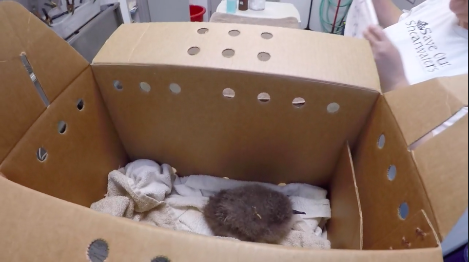 Newell’s Shearwater Chick Rescued