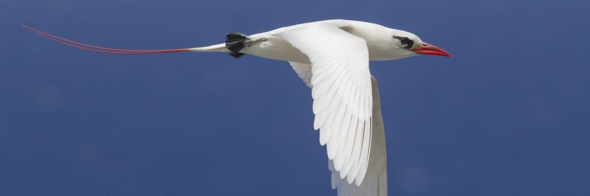 An image of a red-tailed tropic bird