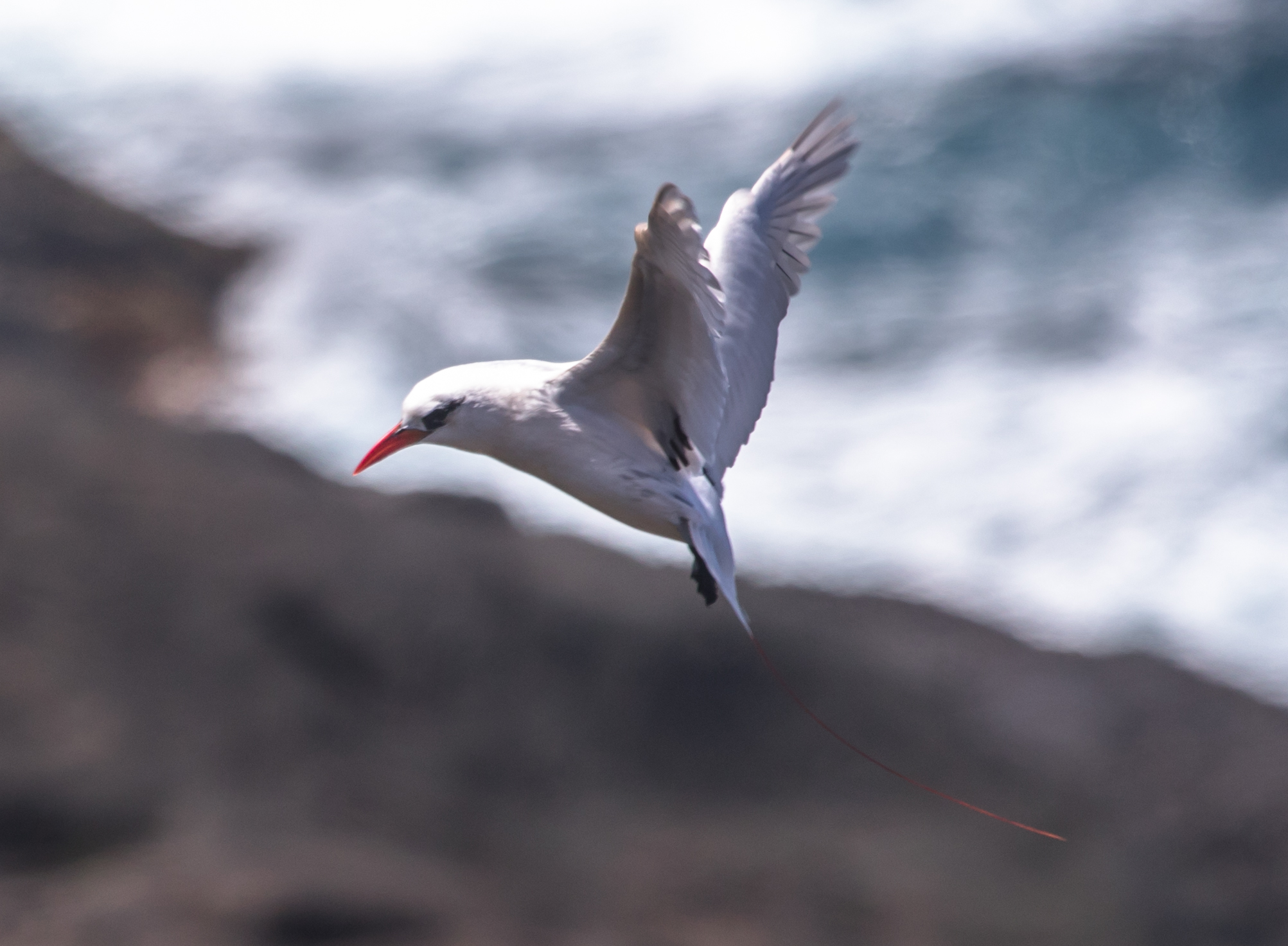 image of red tailed tropic bird