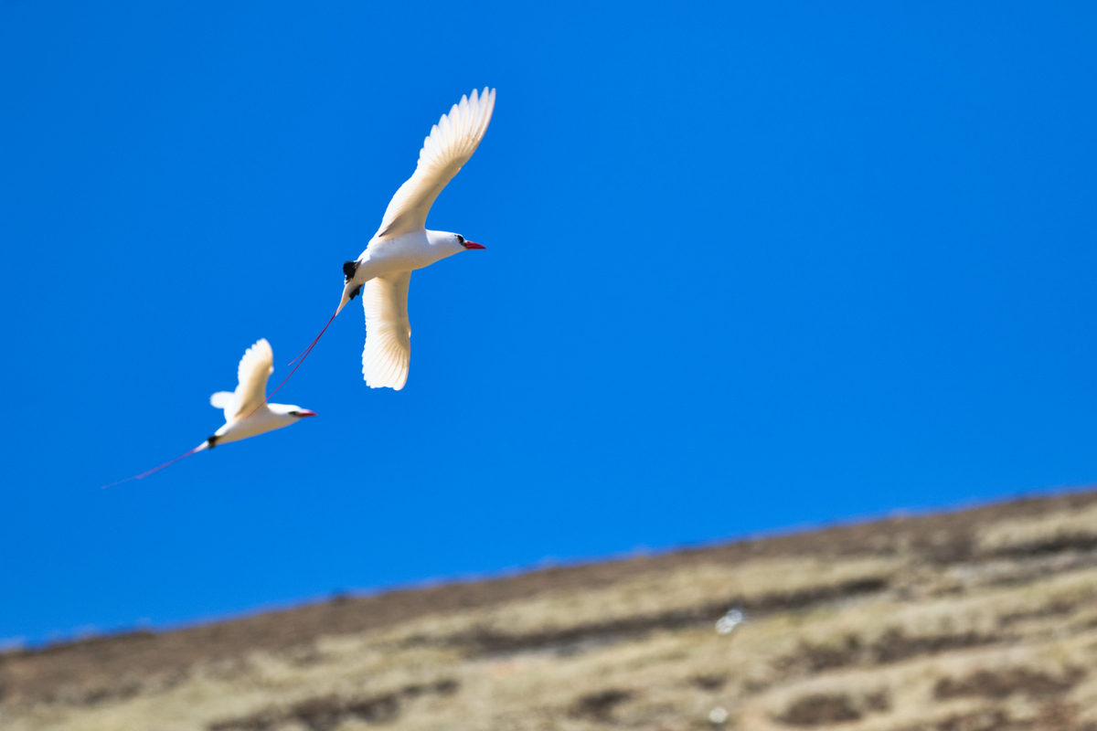 image of red tailed tropic bird