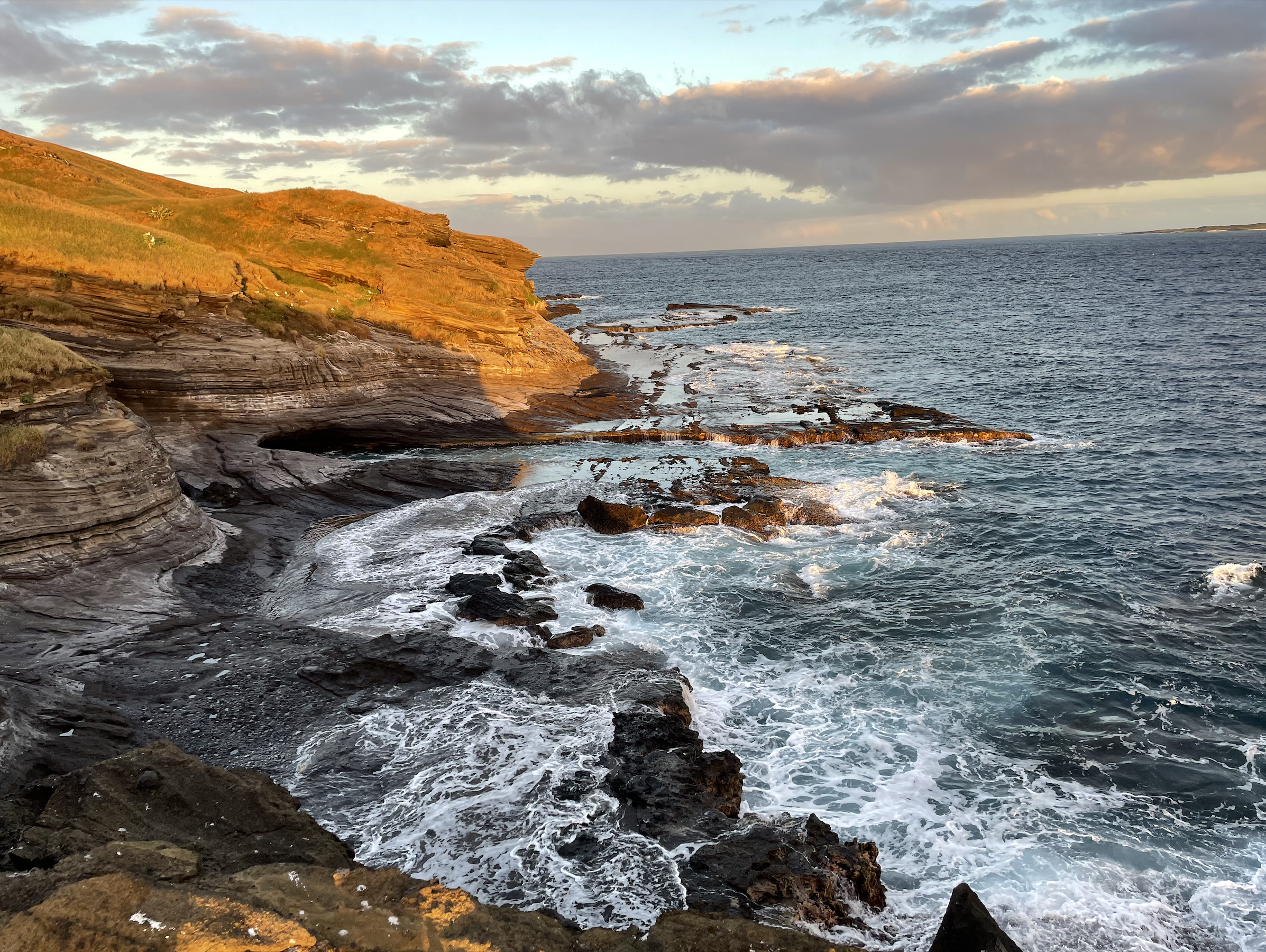 image of lehua