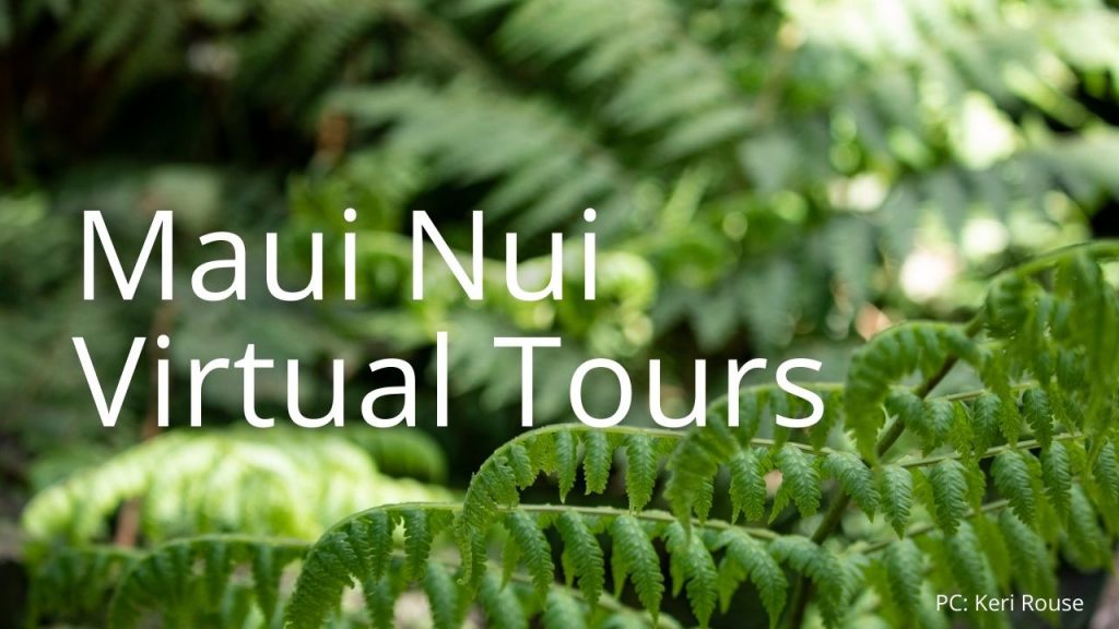 An image of a fern linking to Maui Nui Virtual Tours