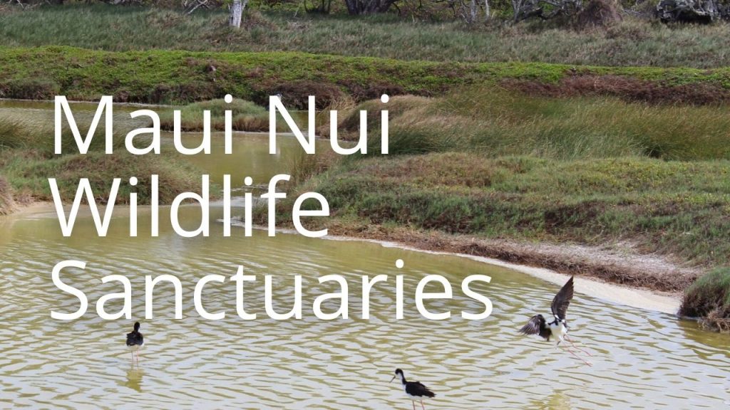 An image of birds linking to Maui Nui Wildlife Sanctuaries