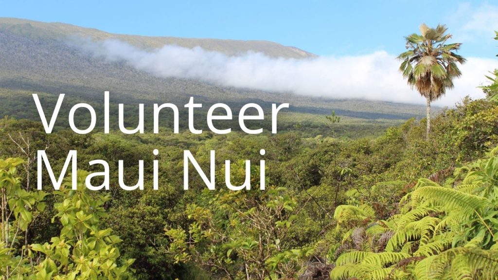 An image of a forested valley linking to Volunteer Maui Nui