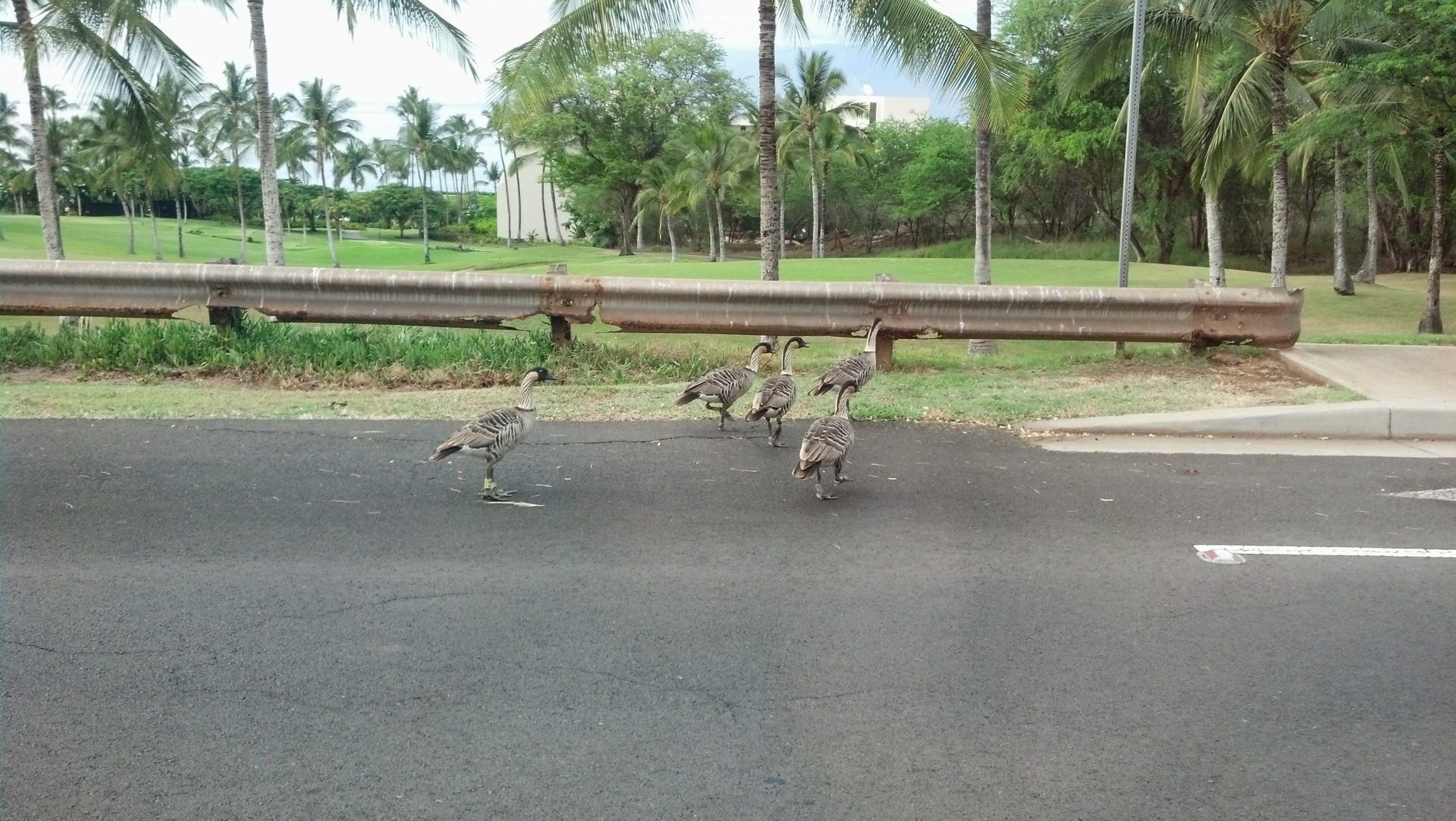 An image of nēnē in a roadway