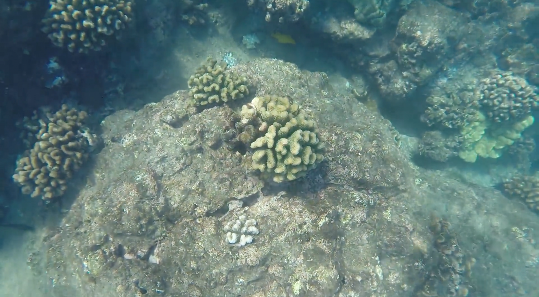 An image of coral