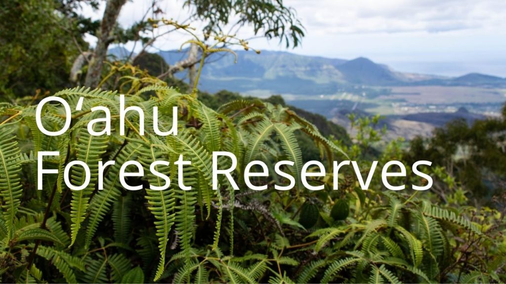 An image of a mountain view with uluhe linking to information on Oʻahu Forest Reserves