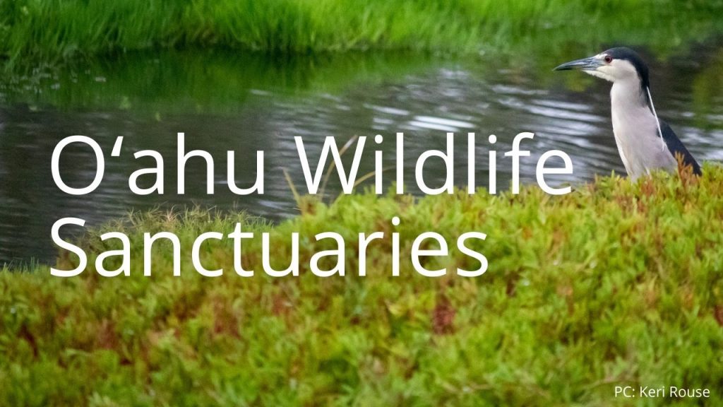 An image of an ʻaukuʻu linking to information on Oʻahu Wildlife Sanctuaries