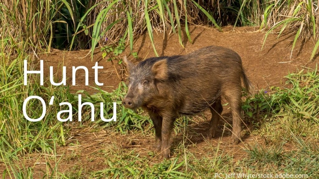 An image of a pig linking to information on Hunt Oʻahu