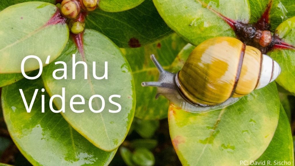 An image of a kāhuli linking to Oʻahu videos
