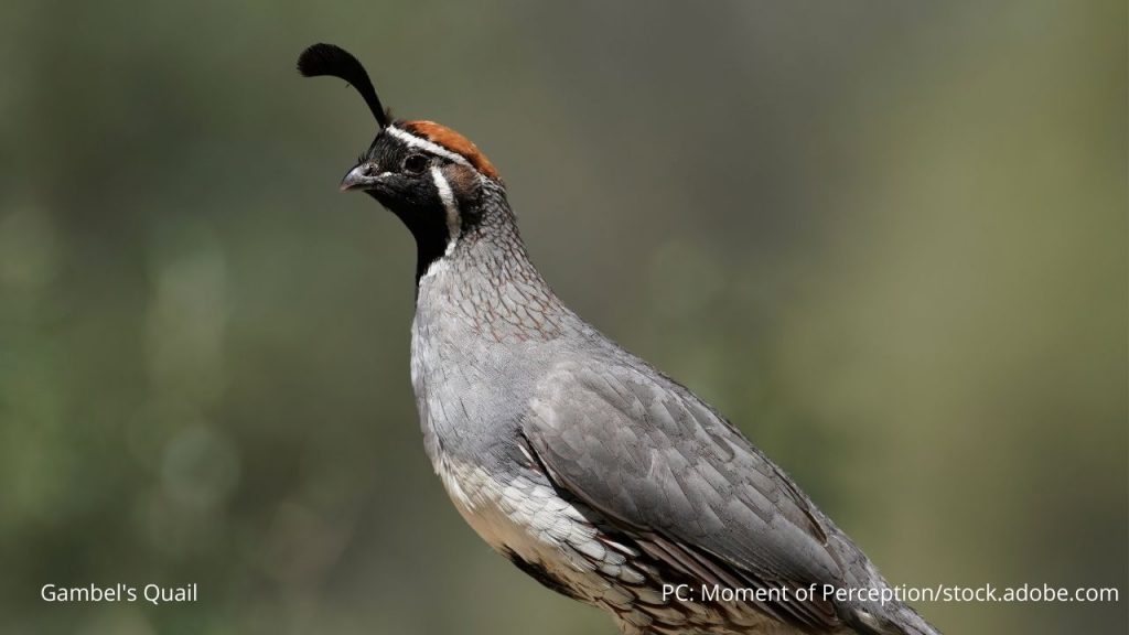 An image of a Gambel's quail