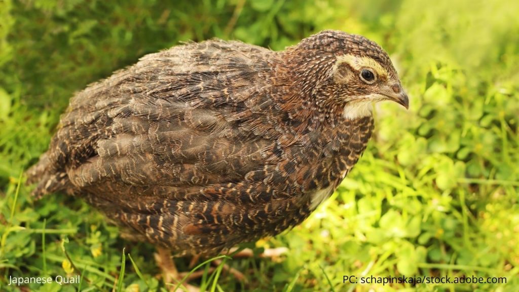 An image of a Japanese quail