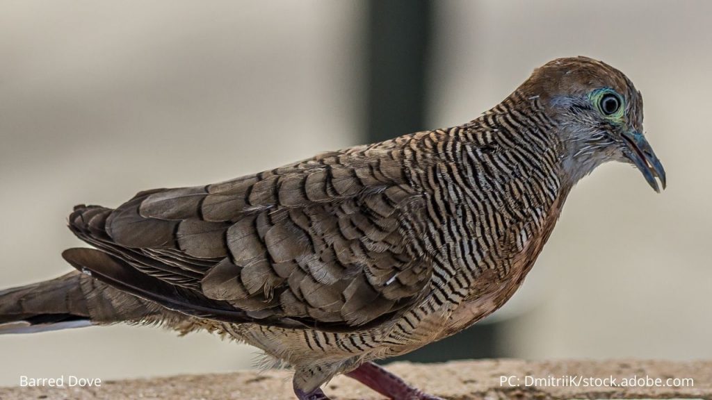 An image of a barred dove