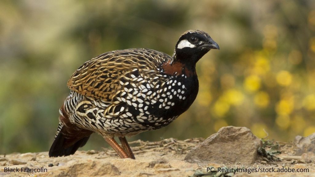 An image of a black francolin