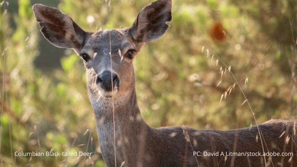 An image of a Columbian black-tailed deer