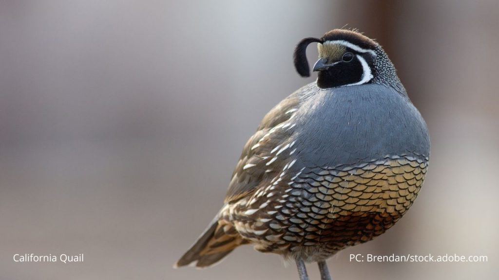 An image of a California quail