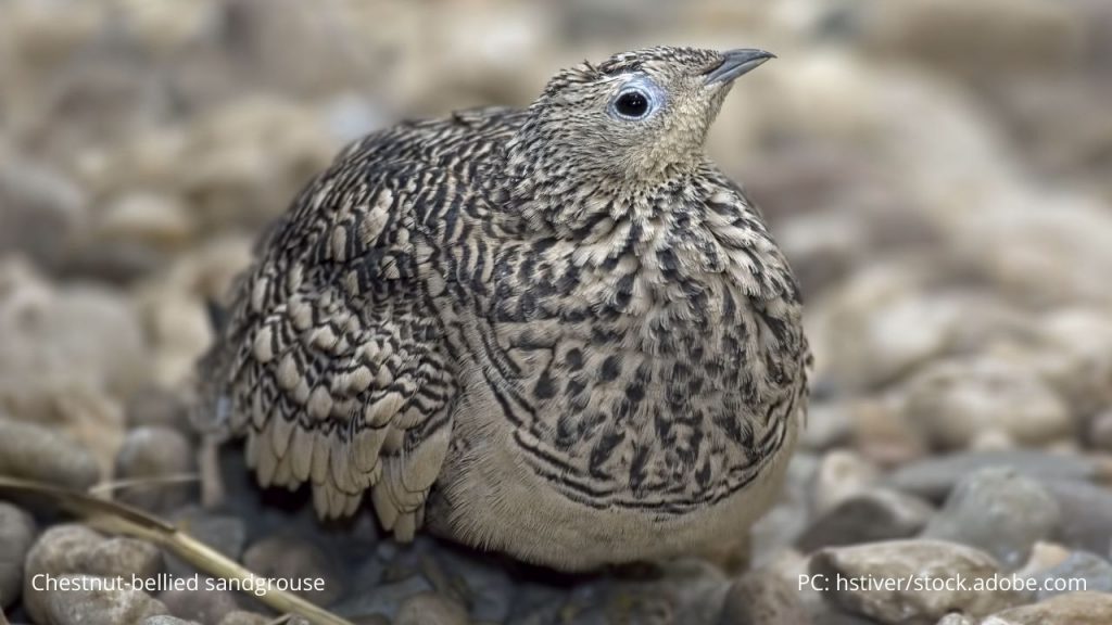 An image of a chestnut-bellied sandgrouse