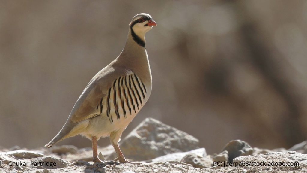 An image of a Chukar Partridge