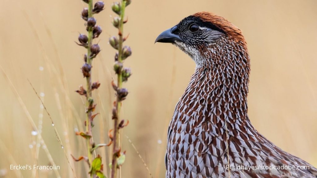 An image of an Erckel's Francolin